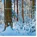 Foto Schnee Wald gross