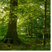 Panormabild Laubwald mit Waldboden